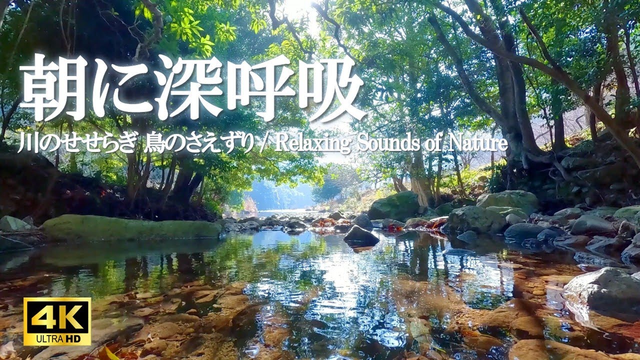 優しい川のせせらぎと鳥のさえずり| 自律神経を整える、作業集中【自然音 4K relaxing nature sounds】
