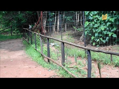 Sneaky Vervet Monkeys steal from Baboons