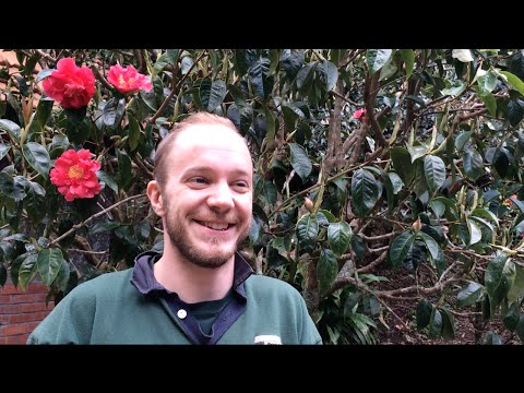 Camellia Pruning