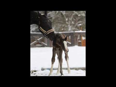 Balou Kilian NNT  Baloutaire PS/Kilian 38