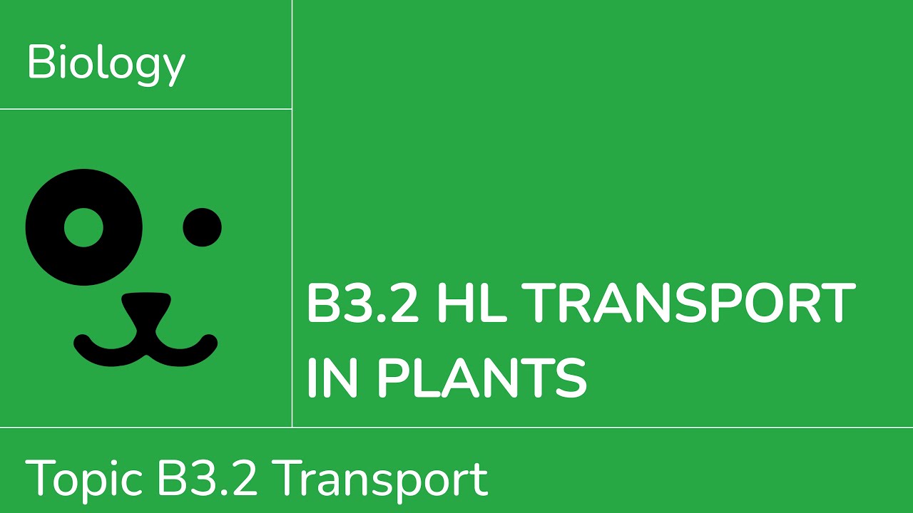 B3.2 HL Transport in Plants [IB Biology HL]