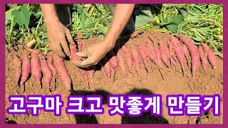 고구마 커지고 맛좋게 하려면 무조건 이거이거 이걸 얼릉주세요~고구마 재배방법,고구마비대기,