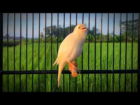 Your Canary will sing immediately‼️The Best  Canary 's Training Song🐦