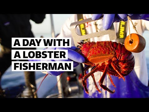 Fishing San Diego Spiney Lobster is Harder Than You Think | Sourced