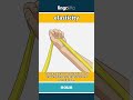 elasticity - the ability to stretch and... video thumbnail