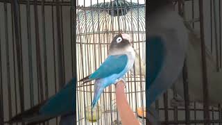 Download lagu Labet Biru Mangsi Fekter ngekek ngedur mp3