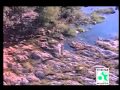Aalolam Paadum Siraiyil Pootha Chinna Malar Tamil Movie HD Video Song YouTubevia Torchbrowser Com