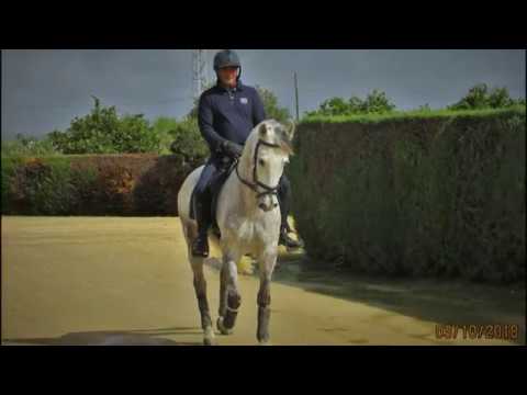 For Sale Andalusian Gelding with PRE Papers