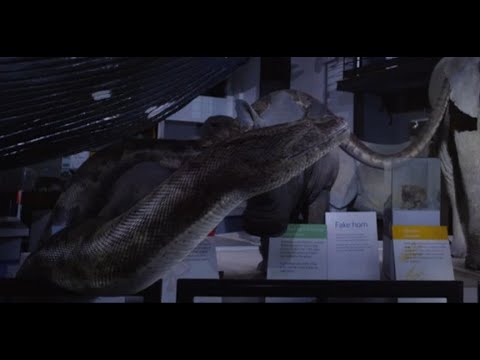 Natural History Museum Alive [2014] - Gigantophis Screen Time