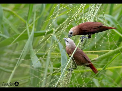 Ước - Cung Minh Huân