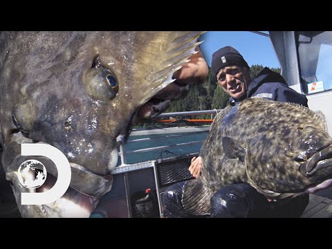 ジェレミーは、その顔の側面に2つの目を持つ巨大な冷水キラーをキャッチします。 (Jeremy Catches A Giant Cold-Water Killer With 2 Eyes On The Side Of Its Face | River Monsters)