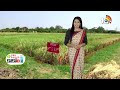 అధిక దిగుబడినిచ్చే బాస్మతి వరి రకాలు | Varieties of Basmati Rice | Matti Manishi | 10TV - Video