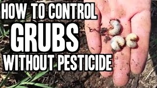 How to Eliminate Grubs in Your Lawn or Garden without Pesticide