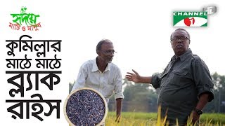 ১০ একরে কালো ধানের দারুণ ফলন | Black Rice | Shykh Seraj | Channel i |
