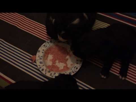 Lyylin ja Vegan pennut 3,5vkoa