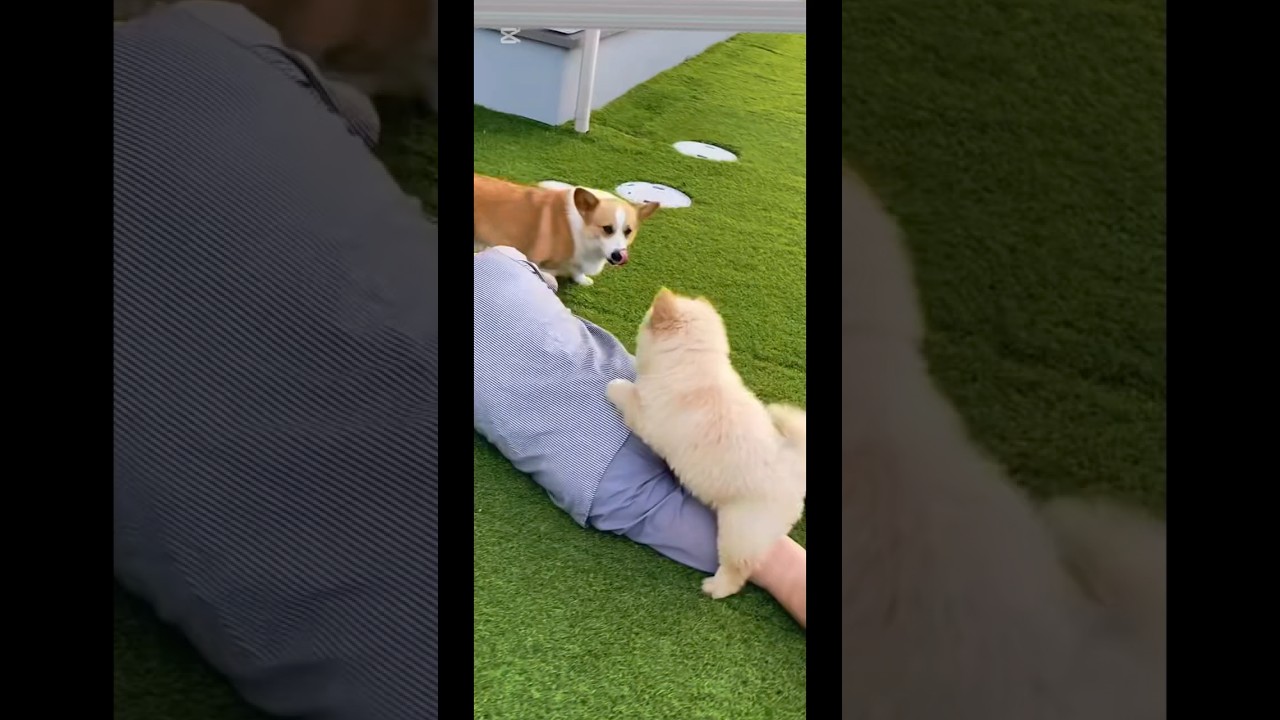 飼い主が倒れたら…コーギーは神対応、子犬だけ様子がおかしい😂 #子犬 #コーギー #shorts