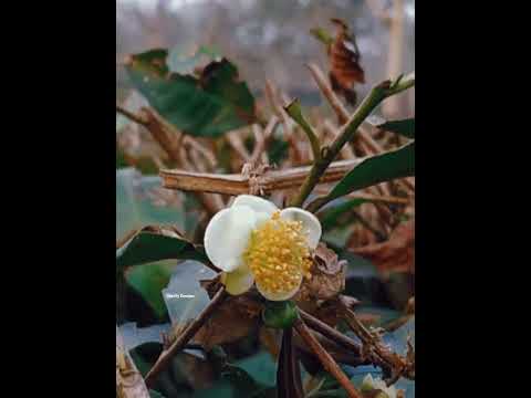 The Beautiful New Vs Old Tea Flower | Tanzil's Creation 🌸🍂