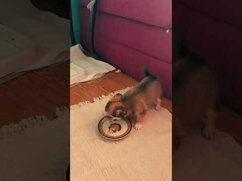 Chihuahua puppy for sale