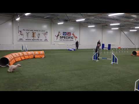 Lulu Agility A1 jumping 22.10.23