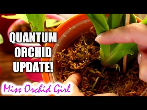 Quantum Orchid 1 month Update - Are the Orchids responding?