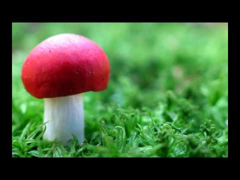 Timur Shafiev ft Andrey Vedenyov -  Conqueror [HD]