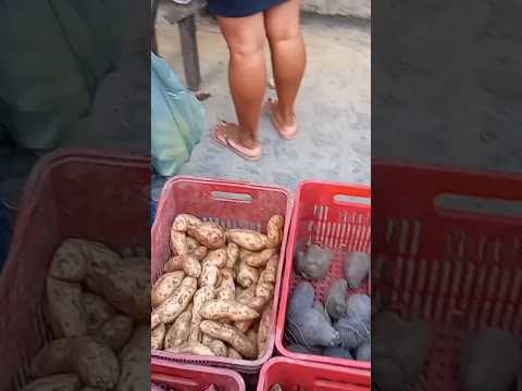vídeo completo no canal feira livre de vila Quebec camutanga PE