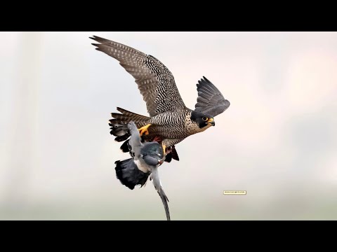 Pigeons attacked by sparrowhawk , accipiter gentilis and peregrine falcon in team