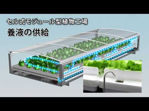 園芸 モルセル、アイルランドの鐘