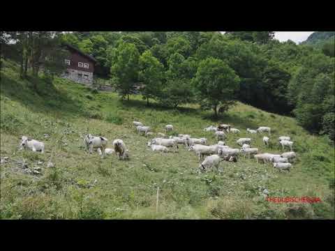 MANDRIA AL PASCOLO NEL VALLONE GRANDE DI PALANFRE A VERNANTE. (CN) DOM. 27 - 6 - 2021.