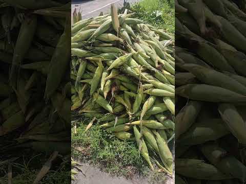 Maceió Alagoas #milho #roça #canjica #milhoverde #viral