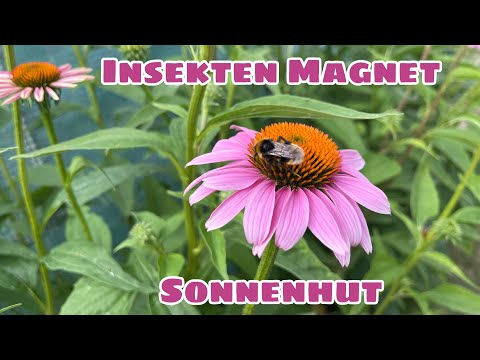 Wissen über den Sonnenhut - Echinacea der Igelkopf
