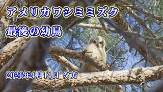 【4K HDR】アメリカワシミミズク成長記録 最後の幼鳥 Great Horned Owl　2026/04/14 夕方 #losangeles  #ミミズク  #greathornedowl
