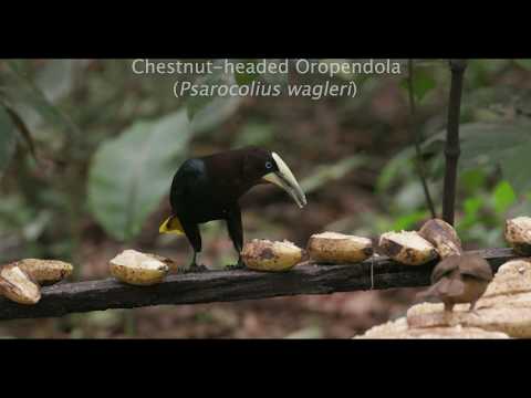 Chesnut-headed Oropendola