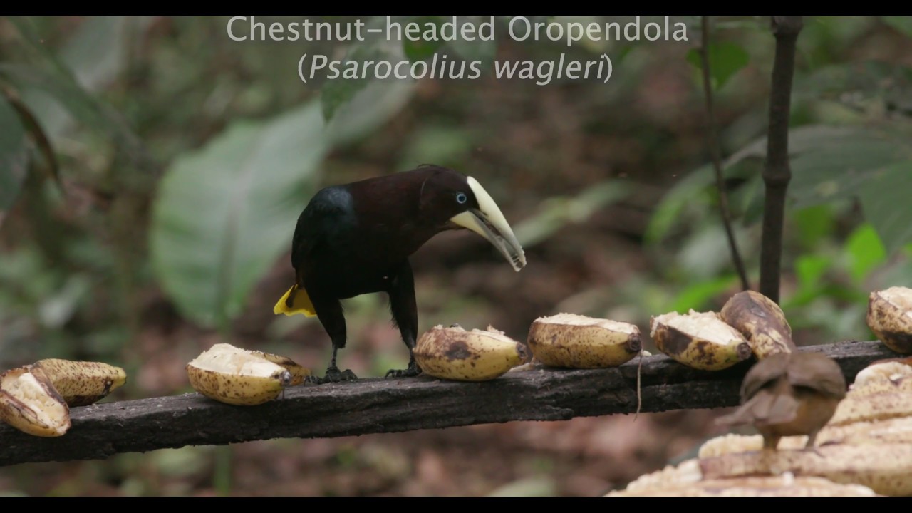 Chesnut-headed Oropendola