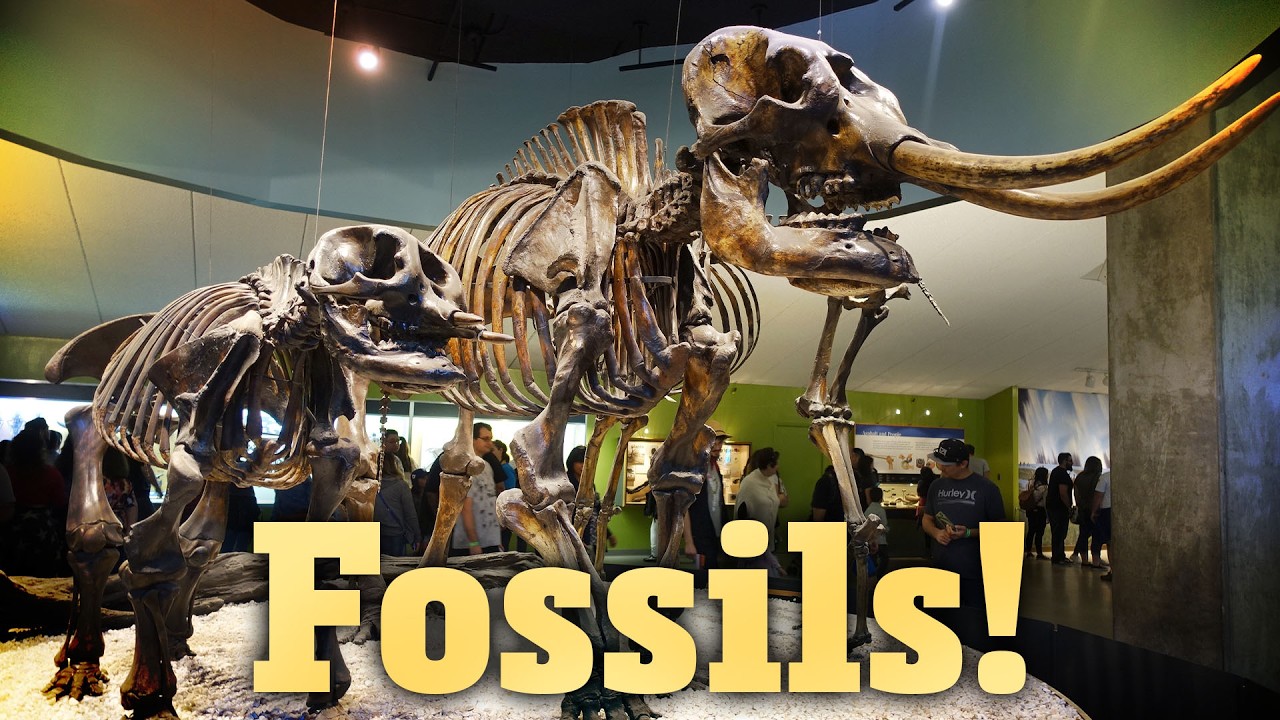 How Do Fossils Form?: Crash Course Geology #18