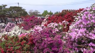 preview picture of video '2014/05/03 群馬県立つつじが岡公園（群馬県館林市）'