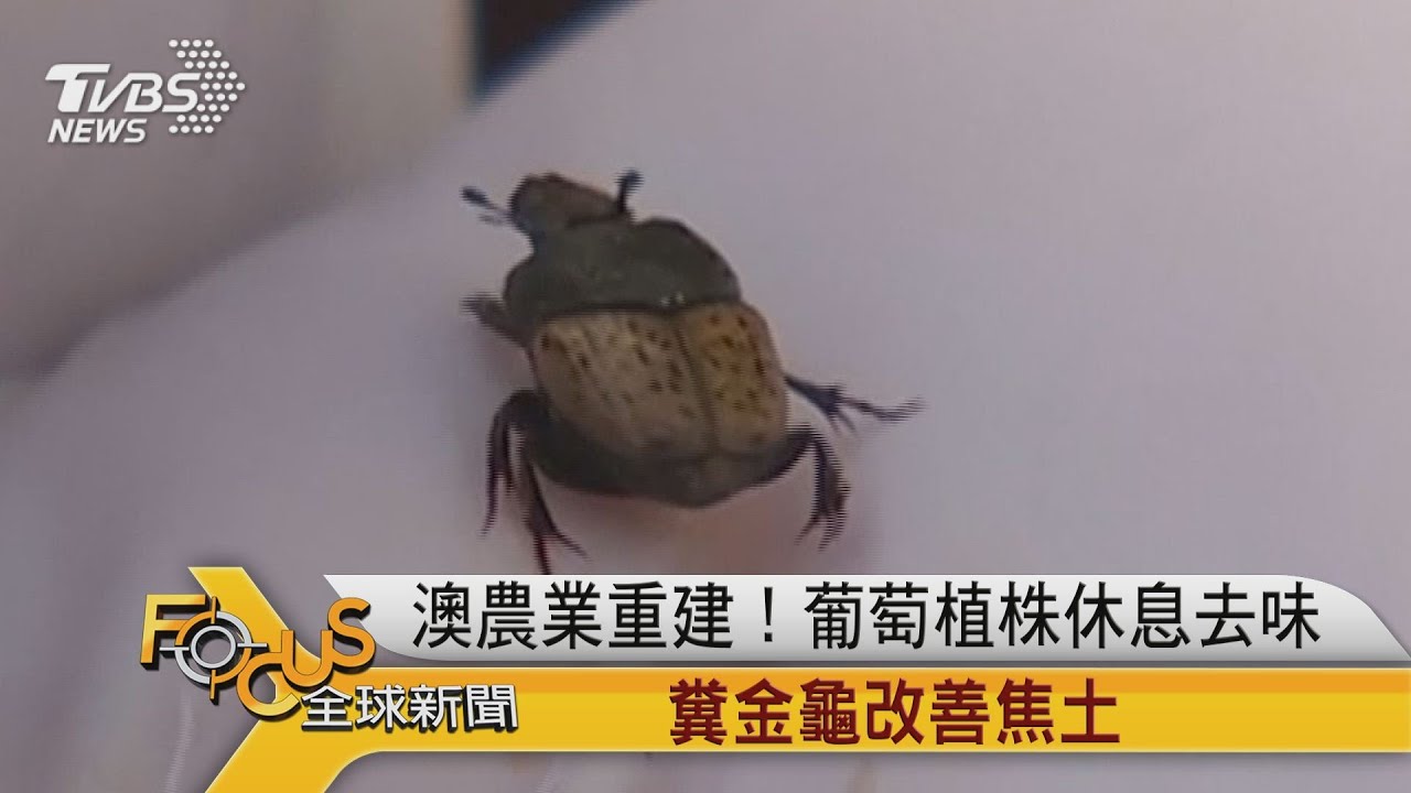 澳洲農業重建!葡萄植株休息去味.糞金龜改善焦土