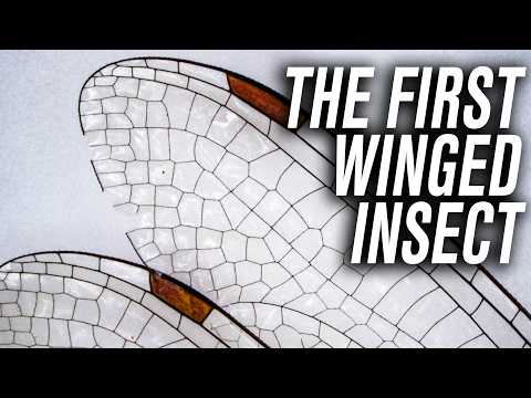 Adam Savage’s Tested and American Museum of Natural History