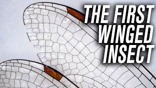 Dragonfly Facts That STUNNED Adam Savage