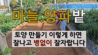 마늘 양파 밭 토양 만들기 이렇게 하면 잘나고 병 없이 잘 자랍니다. #마늘밭 만들기 # 마늘 심는 시기.