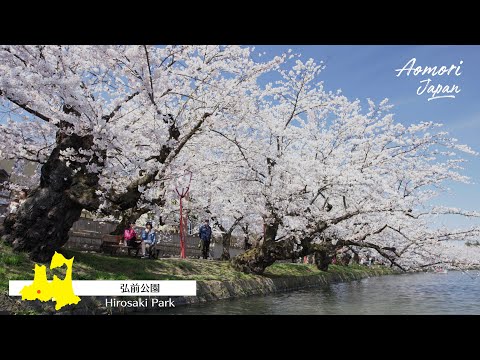 青森 春の魅力 Aomori Japan