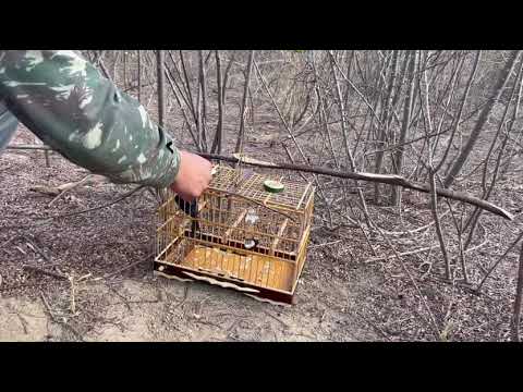 Azulaõ Federal 06/12/25 Teixeira PB