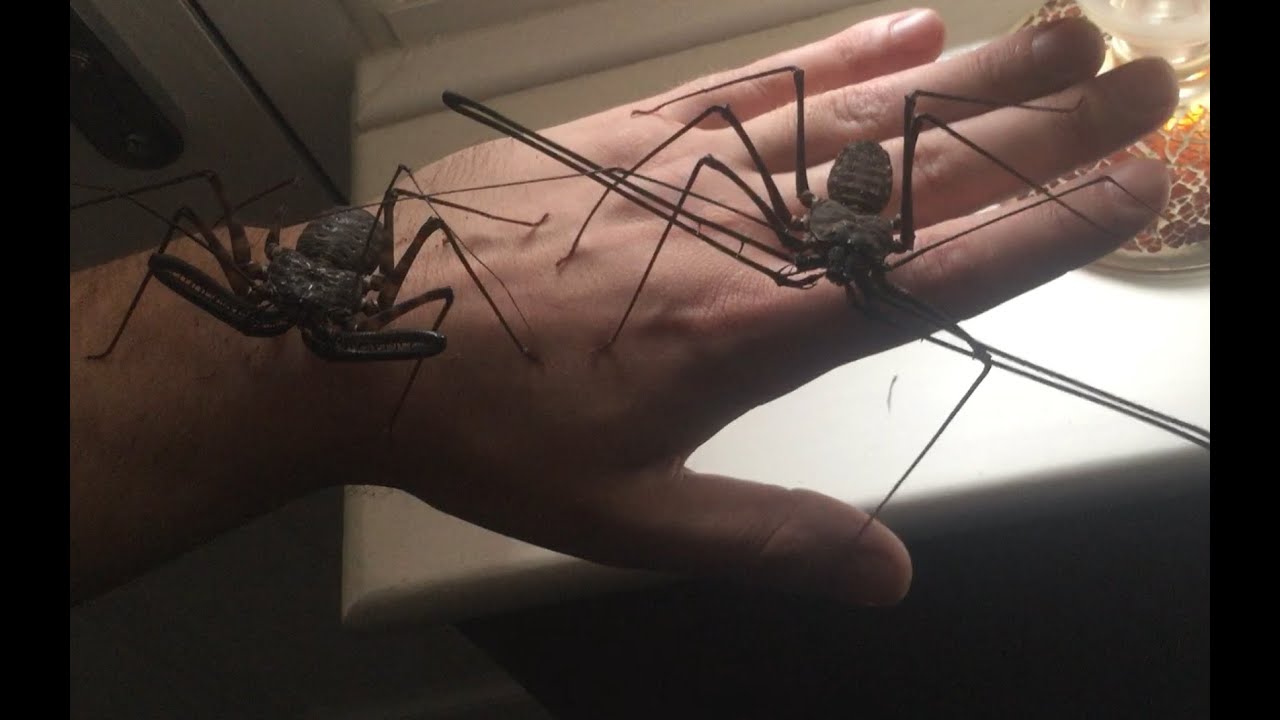Unboxing Two Giant Tailless Whip Scorpions - Euphrynichus amanica - New Species