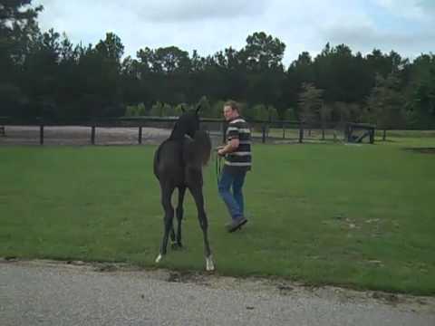 A home grown Horse Show
