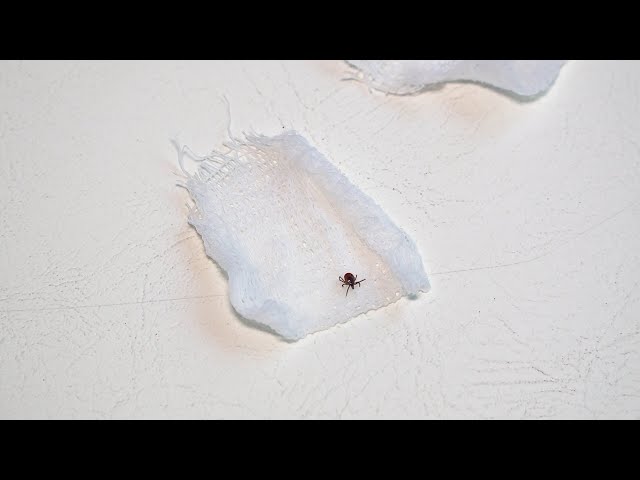 Клещи атакуют!