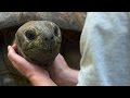 Do Tortoises Like Being Touched?