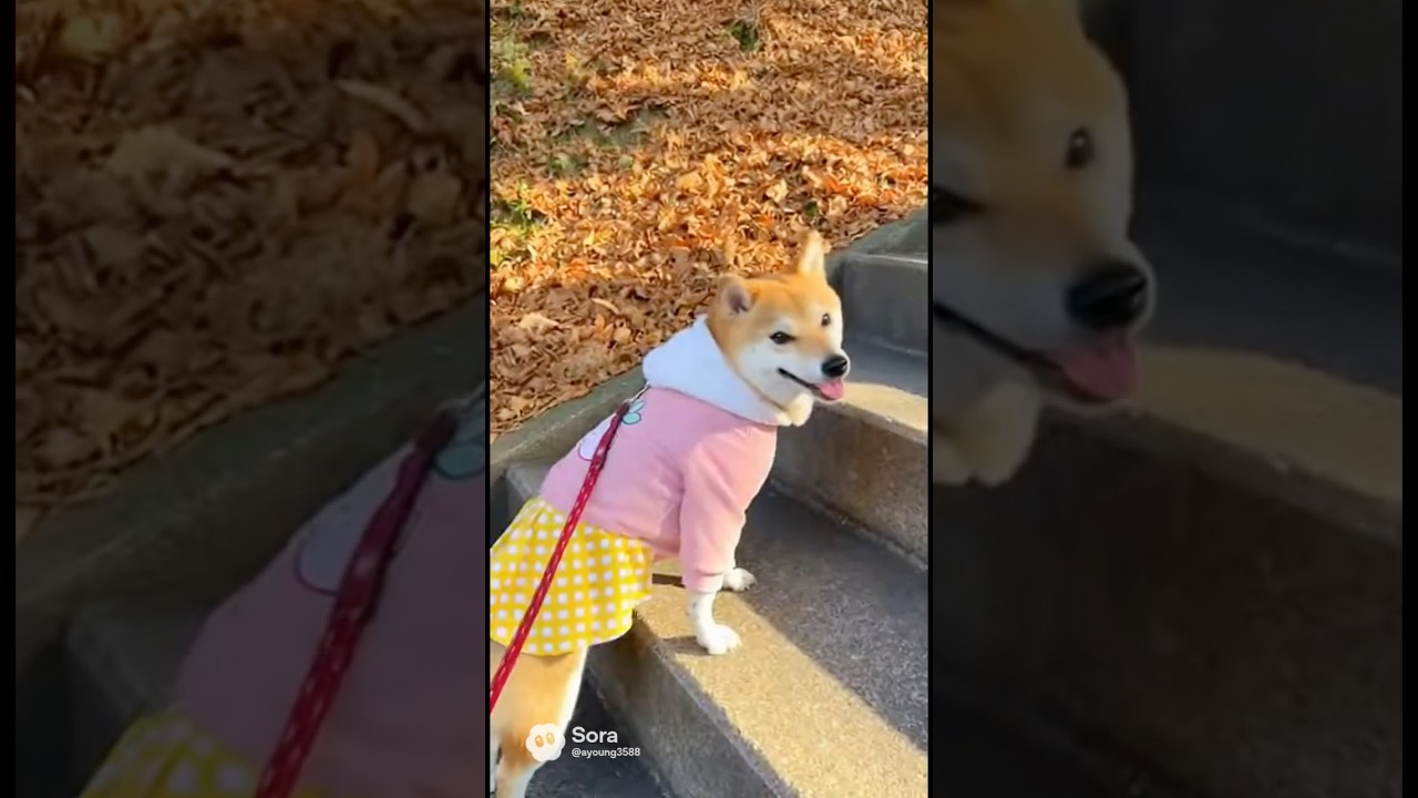 階段で遊ぶのが大好きな、しば犬びわちゃん🐕