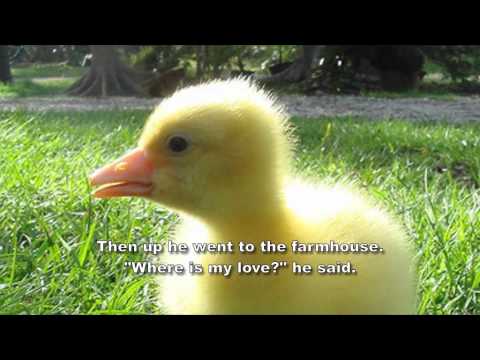 The Goslings by Frederick Bridge.wmv