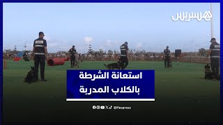 تخصصات منها البحث عن الجثث والمخدرات.. الشرطة السينوتقنية توضح طريقة استعانتها بالكلاب المدربة thumbnail