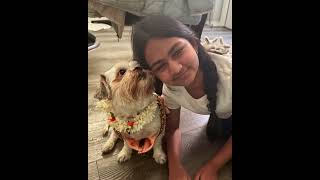 Video preview image #1 Maltese-Unknown Mix Puppy For Sale in Corona, CA, USA